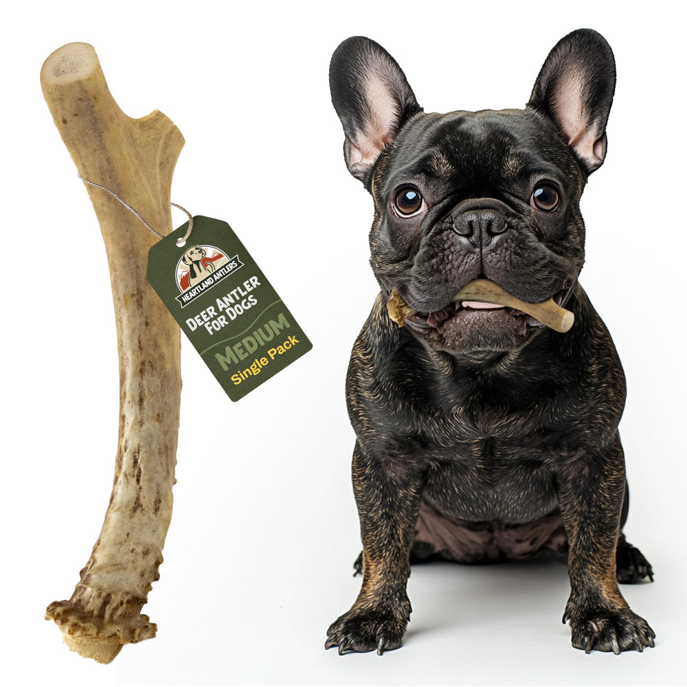Heartland Antlers dog deer antler pack for mess-free, long-lasting chewing.