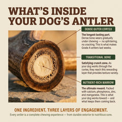 Heartland Antlers long-lasting chew for aggressive chewers