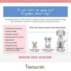 Happy senior dog resting after using Herbsmith Wisdom