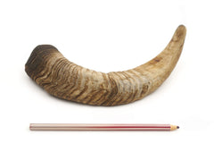 Medium goat horn chews from Herders Choice, natural and long-lasting