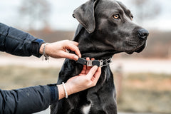 Adjustable links provide a snug fit behind the ears.