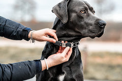 Herm Sprenger stainless steel collar demonstrates durability and rust resistance for lasting use.
