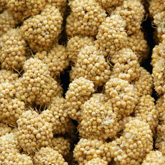 Higgins Spray Millet sun dried for easy digestion and delight.