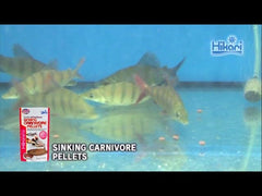 Hikari Sinking Carnivore Pellets close-up texture reveals meaty feed