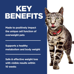 Cat eating Hill's Science Diet Adult Perfect Weight from a bowl with portion control