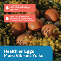 Hippy Chick Omega Booster omega-3 eggs concept with sunlight highlighting vibrant yolk.