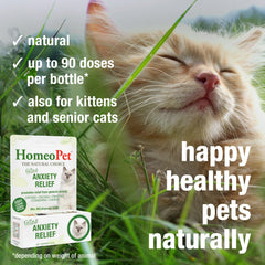 Cat experiences boarding-related stress; HomeoPet may help.
