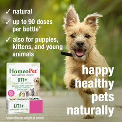 HomeoPet UTI+ pet-with-product scene illustrates everyday care.
