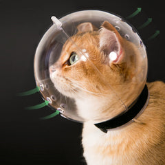 Hoqqf cat transparent muzzle with breathable hood in use for safe grooming.