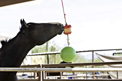 Horsemen's Pride stall toy hanging setup for engaging play.