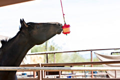 Horsemen's Pride Stall Snack Holder hangs in stall to entertain horses.