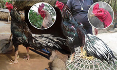 HULX Power Plus rooster image suggesting breeding readiness