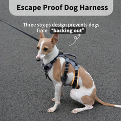 Huntboo escape-proof harness with chest-belly straps prevents escapes during busy outings.