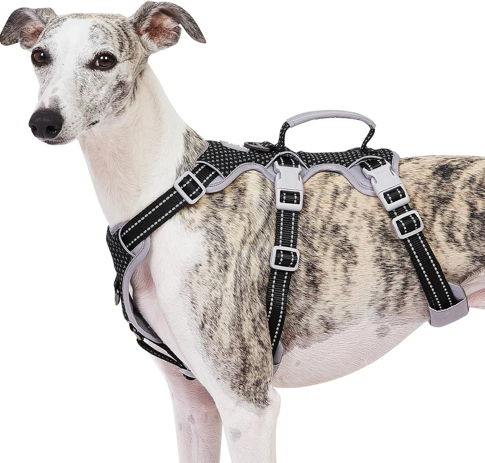 Huntboo Escape Proof Harness full view demonstrates secure fit for daily walks.