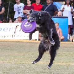 Hyperflite K-10 Hyperflex purple disc in action during a fetch drill