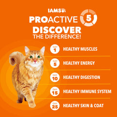 Serving bowl of IAMS Proactive Health dry cat food for adult cats