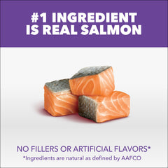 IAMS Proactive Health Kitten Dry Food Salmon Recipe highlights prebiotics aiding nutrient absorption.