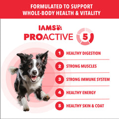 IAMS Proactive Health Minichunks Lamb & Rice serving bowl with kibble portion for mealtimes