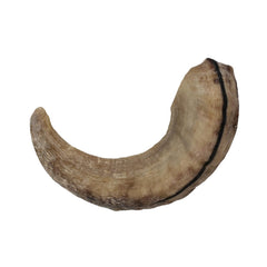Icelandic+ Lamb Horn large 7-inch natural color variations in the horn