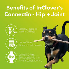 In Clover Connectin on a dog walk showing improved joint comfort.