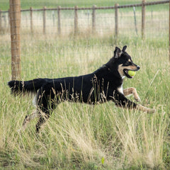 In Clover Connectin soft chews close-up as a tasty joint care treat.