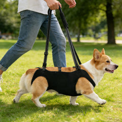 INKNOTE full-body design supports joints and steadies dogs during stairs and gait training.