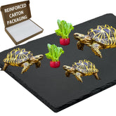 INOSCIND reptile basking platform extra large for Bearded Dragon providing warm sunbathing surface