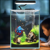 ipriro Ultra White Glass Betta Aquarium 1.5 gallon shows clean lines and space-saving design