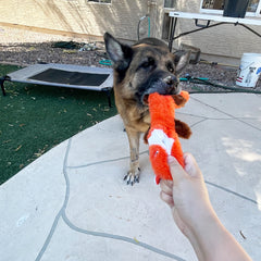 Jalousie otter dog toy with multiple squeakers for extended fun.