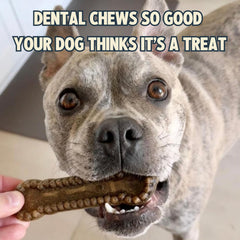 Jiminy's Cinnamon 12ct Pack for ongoing oral care.