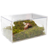 Jinymral Snail Terrarium front view showcases clear visibility for easy observation.