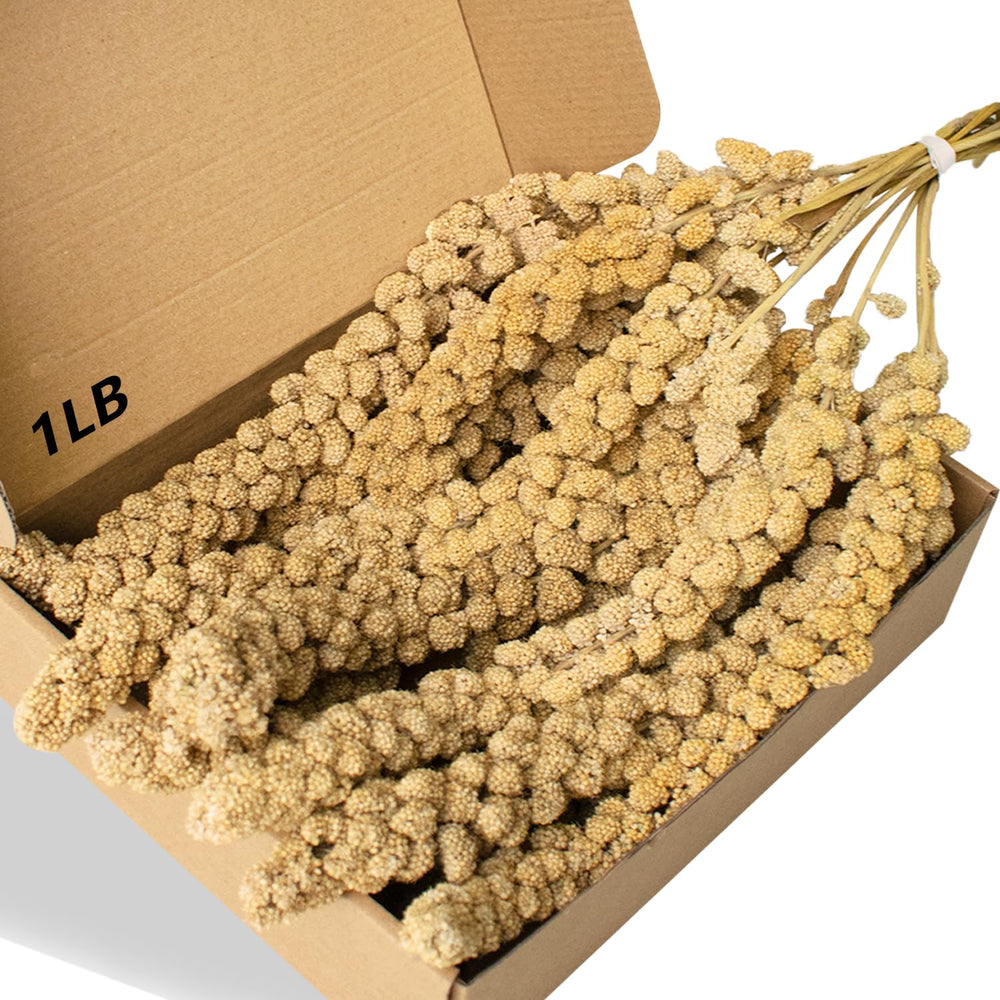 Jmxu's spray millet full-length 12.6 inch for cage enrichment.