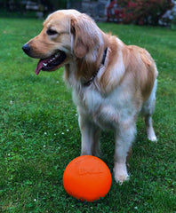 Jolly Pets Bounce-n-Play ball in action, ideal for kicking, chasing, and retrieval.