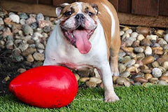 Jolly Pets Jolly Egg toy showing erratic chase motion for engaging play.