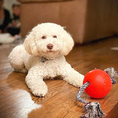 Jolly Pets Romp-n-Roll rope toy keeps rope attached during tug and throw.