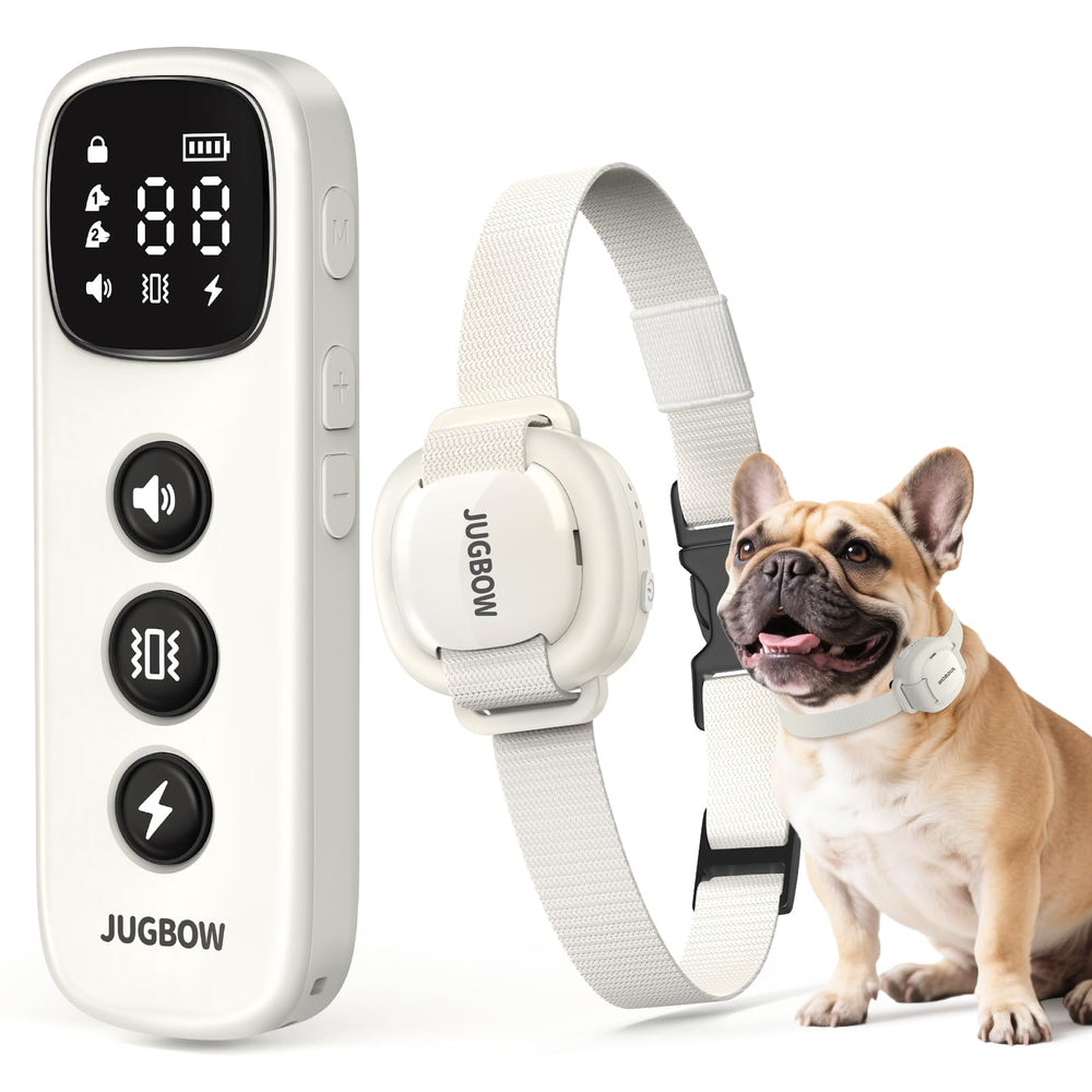 Jugbow shock collar receiver worn by a small dog for gentle training.
