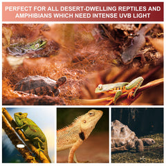 Jugbuy two-pack shown in reptile enclosure for consistent day-night lighting.