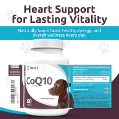 K9 Select CoQ10 highlights dog gums and heart health potential visually.