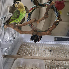 Kathson grapevine branch cage mount enables tool-free, stable installation.