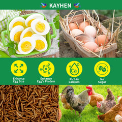 Chickens enjoying KAYHEN BSF larvae during feeding time