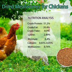KAYHEN mealworms close-up, natural non-GMO snack for birds