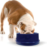 K&H Coolin' dog water bowl setup with cooling core for outdoor use