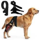 KISAO dog knee brace front view supports hind leg stability during daily activity.
