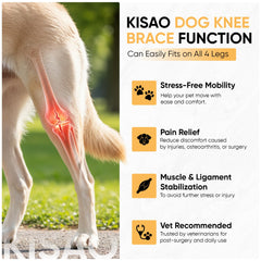 KISAO knee brace on right hind leg supports comfortable movement.