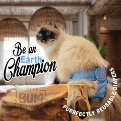Kitty BumBums small diaper on cat demonstrates easy fit for neuter recovery use.