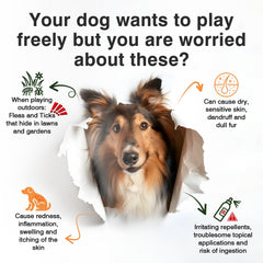 KLOMKMCL immune support dog chews promoting overall wellness