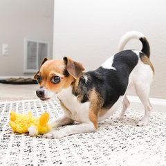 KONG Low Stuffing Squeaker Duck for tiny pups with engaging squeak play.