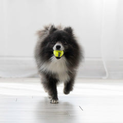 KONG Squeakair Ball showing non-abrasive surface gentle on teeth.