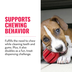 KONG Stuff-A-Ball dental ridges aid teeth cleaning during play.