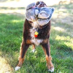KONG Toughz double-squeaker entices thrash and shake for energetic sessions.